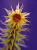 Breutelia pendula - The University of Auckland