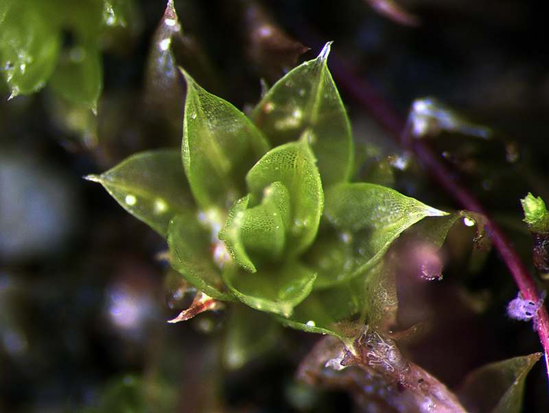 Funaria hygrometrica - The University of Auckland