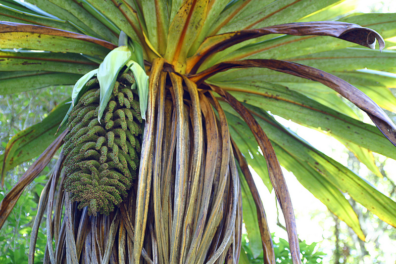 Cordyline indivisa - The University of Auckland