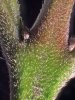 Laurelia novae-zelandiae - The University of Auckland