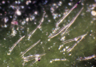 Laurelia novae-zelandiae - The University of Auckland