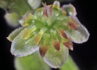 Laurelia novae-zelandiae - The University of Auckland