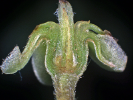 Laurelia novae-zelandiae - The University of Auckland