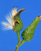 Laurelia novae-zelandiae - The University of Auckland