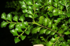 Phyllocladus trichomanoides - The University of Auckland