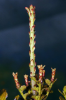 Phyllocladus trichomanoides - The University of Auckland